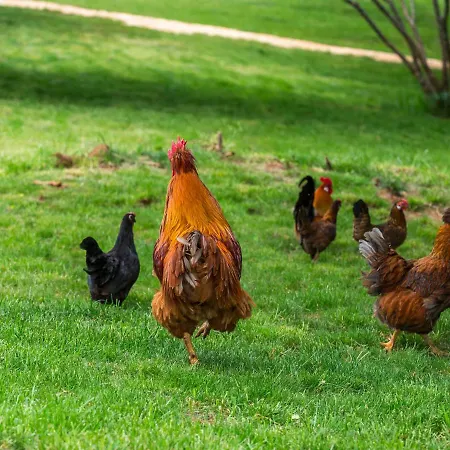 Monaco Villa Svetvinčenat