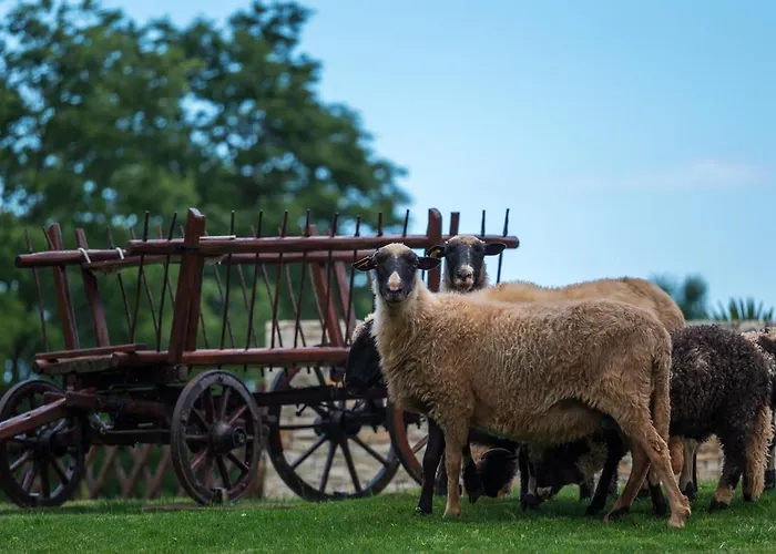 Monaco Svetvinčenat